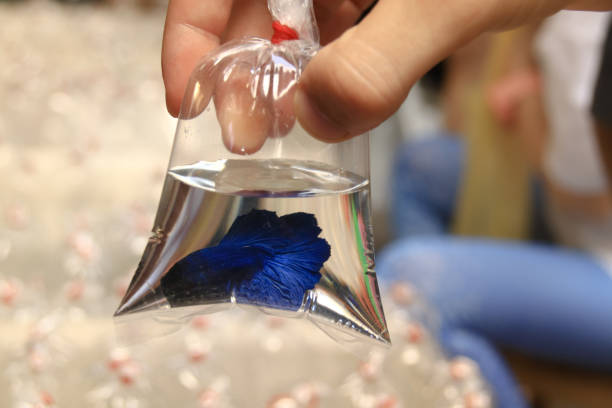istock Close up of a blue betta fish or Siamese fighting fish inside a plastic bag 1356961572
