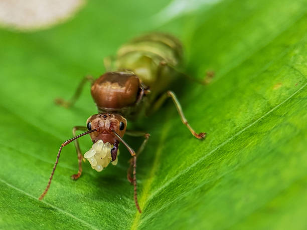 A red ant stands guard defending its young embryo and egg. Larger-than-life reproduction ratio. Photo from my backyard.