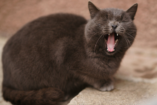 Portrait of a yawning or roaring gray British cat in the yard.
