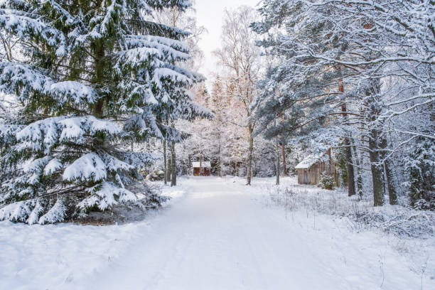 冬の雪の森道 - sweden cottage winter snow ストックフォトと画像