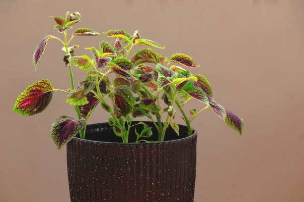 Coleus plants or Mayana in a pot stock photo