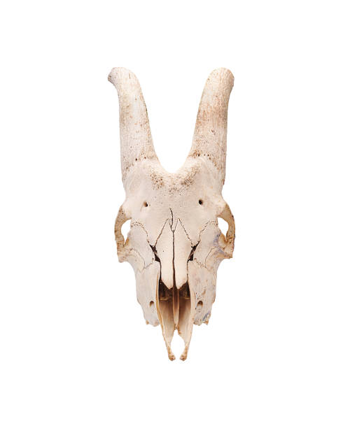 cranio di un animale da allevamento di capre maschio in faccia intera isolato - goat skull foto e immagini stock