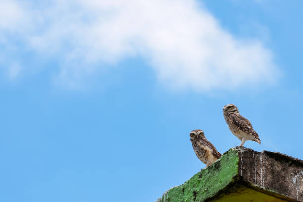 two owls standing on a worn-out building base - 6726 imagens e fotografias de stock