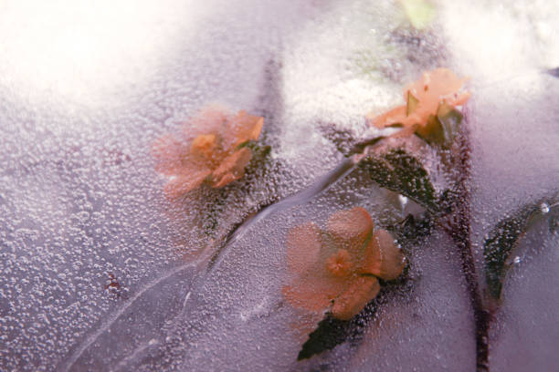 Yellow flowers trapped in the thawing ice showing the concept of Winter giving way to Spring or Seasonal Switch