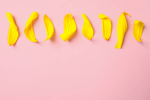 istock Fresh yellow sunflower petals on pink background, flat lay. Space for text 1356966251