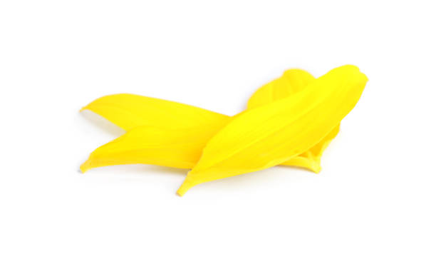 istock Fresh yellow sunflower petals isolated on white 1356966305