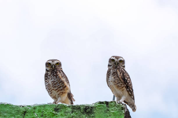 dos búhos de pie sobre una base de construcción desgastada - 6731 fotografías e imágenes de stock