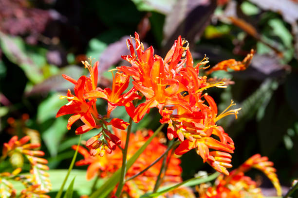 Crocosmia 'Spitfire' Crocosmia 'Spitfire' a summer autumn flowering plant with an orange red summertime flower also  known as montbretia, stock photo image crocosmia stock pictures, royalty-free photos & images