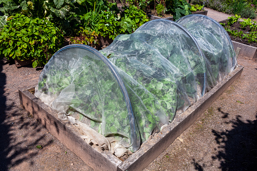 Garden cloche of cabbage and vegetables growing in a raised bed with a plastic netting tunnel to give protection and pest control from insects and birds eating the crop, stock photo image