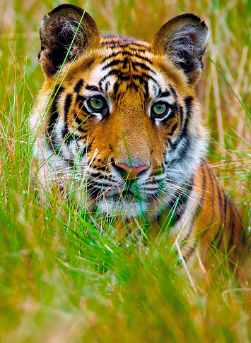 istock Royal Bengal Tiger 1356967421