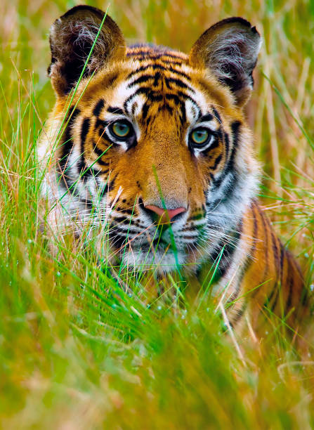 Royal Bengal Tiger stock photo