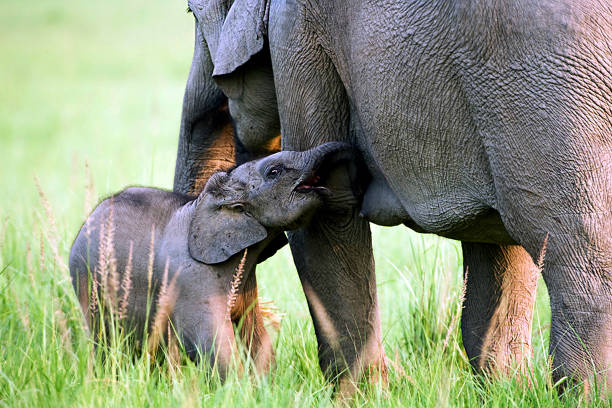 indian elephant - jim corbett national park 個照片及圖片檔