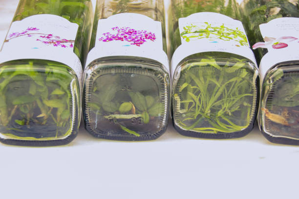 istock Varieties of orchid clones inside a glass bottle 1356967492
