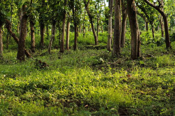 istock The trees are tall and the grass is very thick here 1356968509