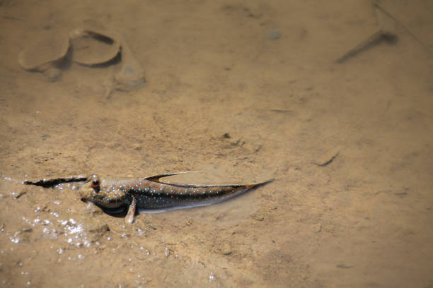 istock mudskipper or Periophthalmus barbarus 1356968541