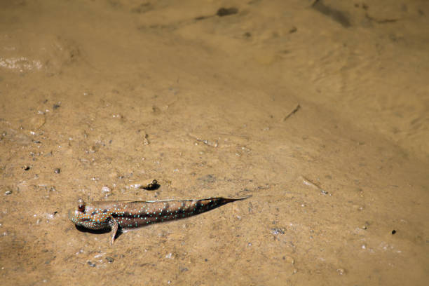 istock mudskipper or Periophthalmus barbarus 1356968553
