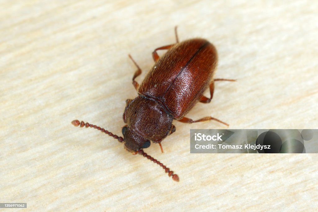 Beetle Cryptophagus of the family Cryptophagidae, the silken fungus beetles, pests of some stored products as dried mushrooms and grain. Beetle Stock Photo