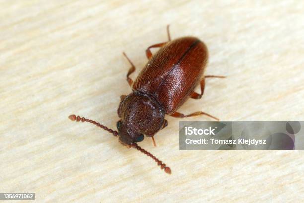 Beetle Cryptophagus Of The Family Cryptophagidae The Silken Fungus Beetles Pests Of Some Stored Products As Dried Mushrooms And Grain Stock Photo - Download Image Now