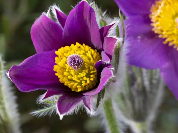 Close-up of a blue pasqueflower (Pulsatilla pratensis)