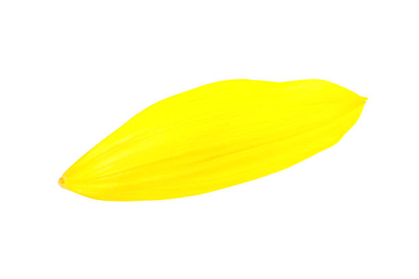 istock Fresh yellow sunflower petal isolated on white, top view 1356972216