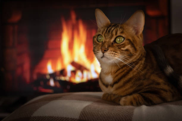 Bengal cat lies on a blanket and warms itself near the fireplace. Bengal cat lies on a blanket and warms itself near the fireplace. warms stock pictures, royalty-free photos & images