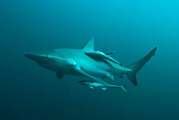 Photo of Carcharhinus falciformis