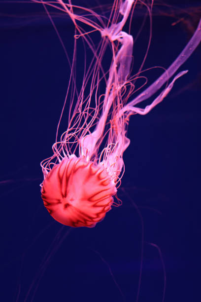 istock Bright pink jellyfish on a dark blue background. 1356973740
