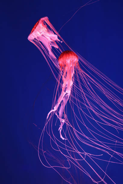 istock Bright pink jellyfish on a dark blue background. 1356973742