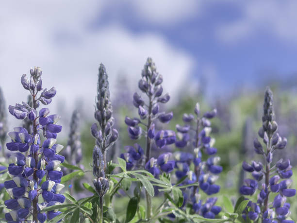 Photo of Purple lupine flowers (Lupinus polyphyllus) as a spring background with copyspace.