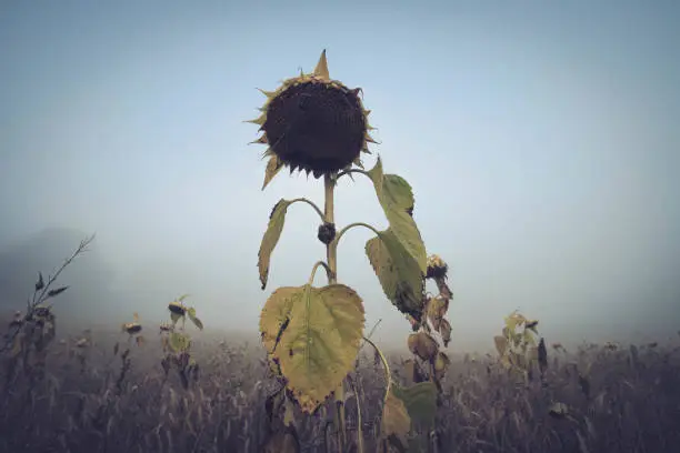 Photo of Sunflowers in the Mist