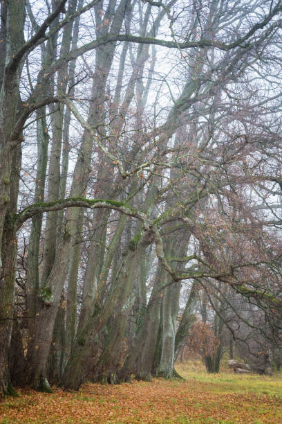 istock Tall trees in autumn with fog 1356975956