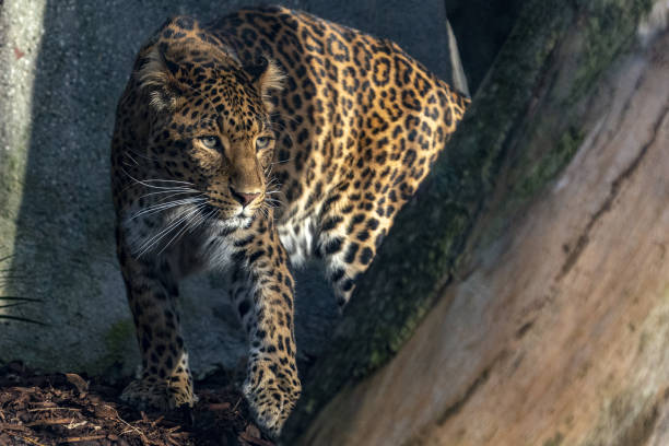 istock chinese panther leopard close up portrait 1356975961