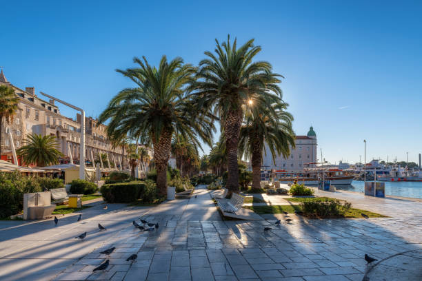 Palm trees in the Old Town of Split at morning in Riva waterfront view, Dalmatia, Croatia