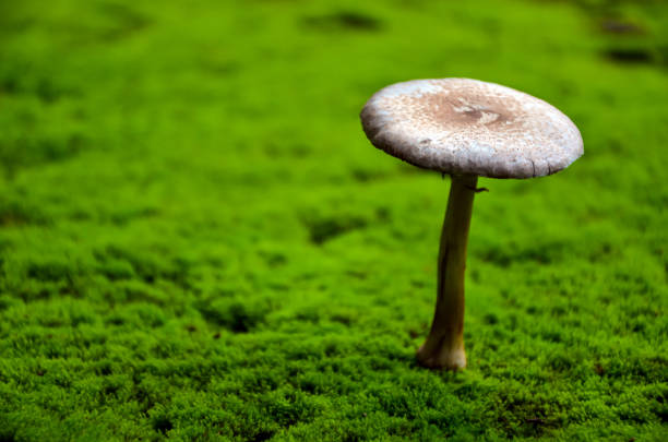 rządź trzecią z dzikich grzybów na zielonym mchu. krajobraz pięknego grzyba na naturalnym tle. - orange mushroom asia brown zdjęcia i obrazy z banku zdjęć