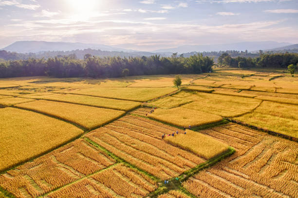 Golden rice fields look from aerial view, combine harvesting ripe rice fields,HDR top view stock photo
