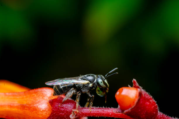 istock Small carpenter bee on the flower bud making bubble. Used selective focus. 1356977337