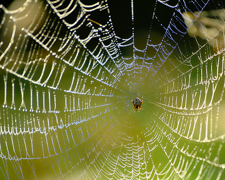 Garden spider in its web with pearly dew drops