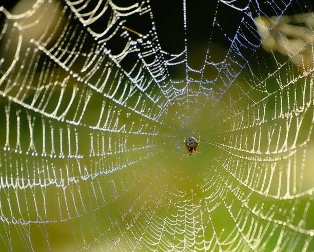 Photo of Garden spider in its web with pearly dew drops
