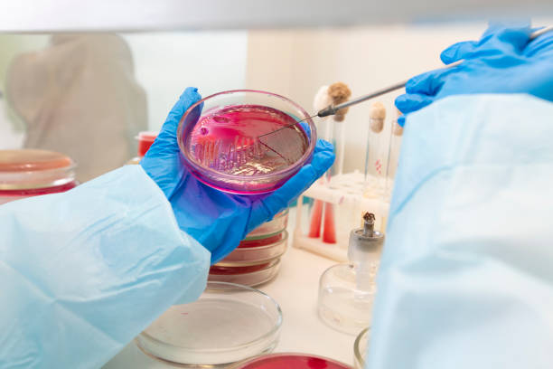 istock The hands of a physician laboratory assistant in an infectious disease laboratory examines the samples. 1356977564