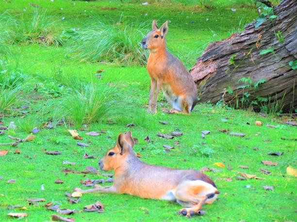 A picture of two patagonian mara dolichotis patagonum hare dillaby