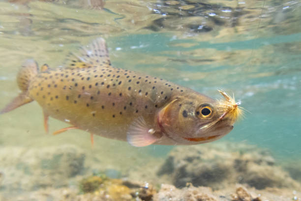 野生の西斜面のカットスロートがキャッチされ、テトン川、アイダホ州の支流��で解放 - cutthroat trout ストックフォトと画像