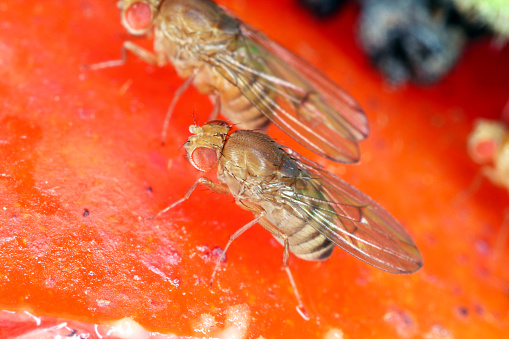 Pupa of common fruit fly or vinegar fly Drosophila melanogaster is a species of fly in the family Drosophilidae. It is pest of fruits and food made from fruit