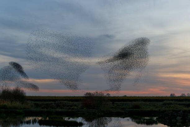 istock Starling murmuration at sunset in the Netherlands. 1356979087