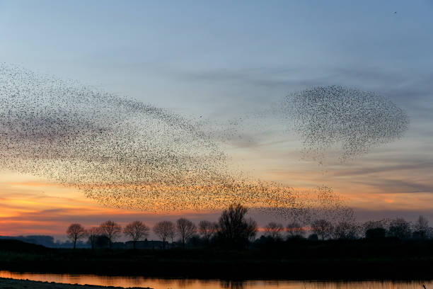 istock Starling murmuration at sunset in the Netherlands. 1356979091