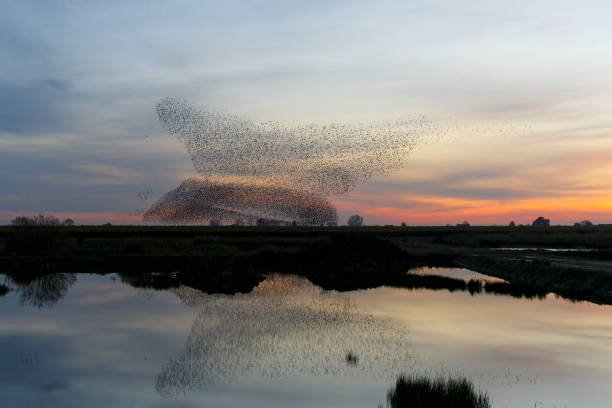 istock Starling murmuration at sunset in the Netherlands. 1356979096
