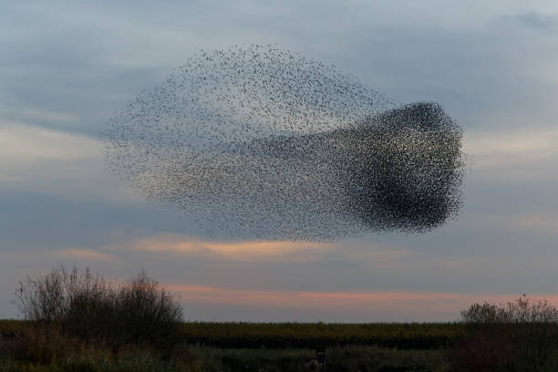 istock Starling murmuration at sunset in the Netherlands. 1356979104