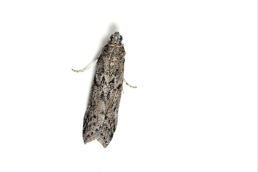 The Mediterranean flour moth or mill moth (Ephestia kuehniella) is a moth of the family Pyralidae. It is a common pest of cereal grains, especially flour. This moth is found throughout the world, especially in countries with temperate climates. It prefers warm temperatures for more rapid development, but it can survive a wide range of temperatures.