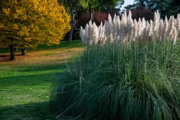 Cortaderia selloana (called Pampas grass) is a species of flowering plant in the Poaceae family.
Autumn leaf color.