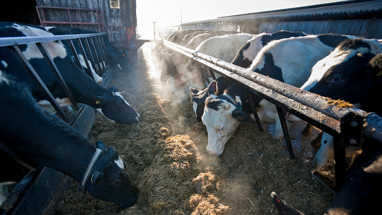 Dairy cows eating silage in winter on a farm in England, United Kingdom