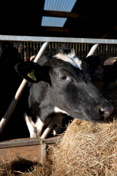 istock Holstein Dairy Heifer at the feeding barrier on a farm in England 1356980548